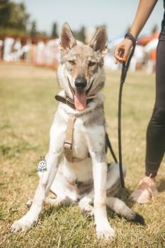 Alaska Kawa Akari, Tschechoslowakischer Wolfhund