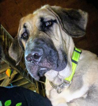 Zeus, Cane da pastore dell’anatolia