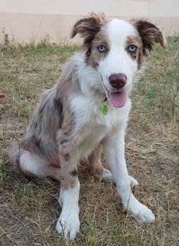 ONTARIO, Border Collie
