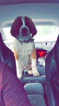 Tucker, San Bernardo