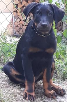 Octavie du Plateau Vert, Beauceron