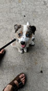 Luna, Pastor Australiano