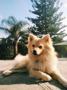 Morgan, Keeshond