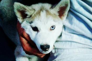 Snoopy, Husky Siberien