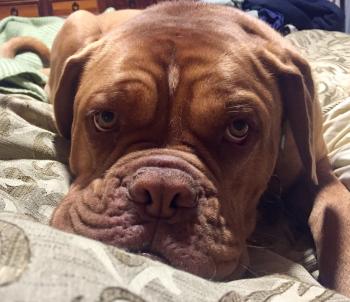 Tank, Dogue Bordeaux