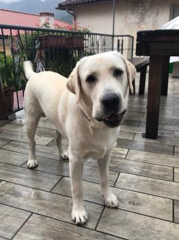 pablo, Labrador Retriever