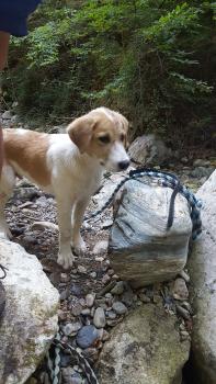 oscar, Montaña de los Pirineos
