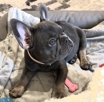 Pietra, Bulldog Francés