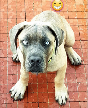Ozzie, Cane Corso