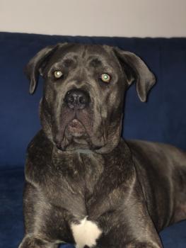 Nova, Cane Corso