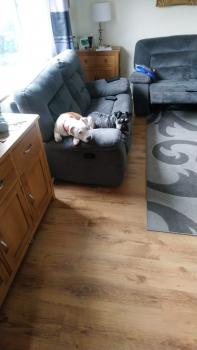 Lyla, Bulldog americano