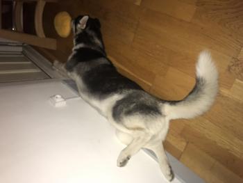 Oslo, Husky Siberiano