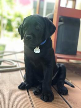 Oslo, Labrador Retriever