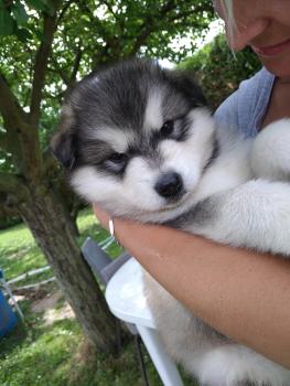 Orkan, Malamute De Alaska