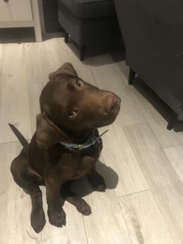 Max, Labrador