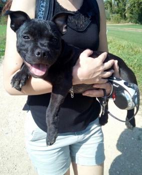 Kobe, Staffordshire Bull Terrier