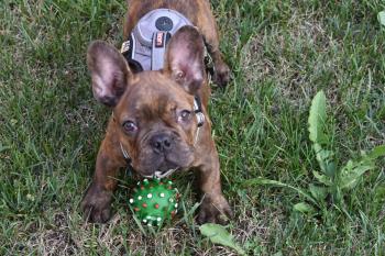 Jax, Bulldog Francés