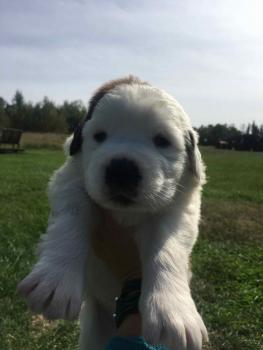 Nala, San Bernardo