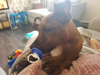 Zeus, Staffordshire Bull Terrier