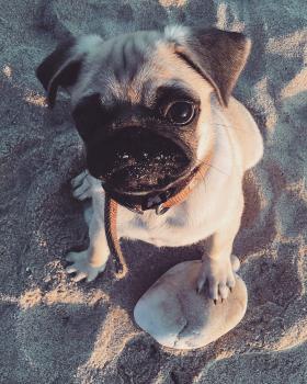 Oscar, Carlino
