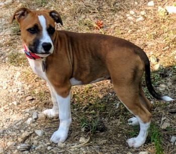 Only Jecks, Staffordshire Bull Terrier