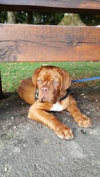 rufus, Dogo De Burdeos