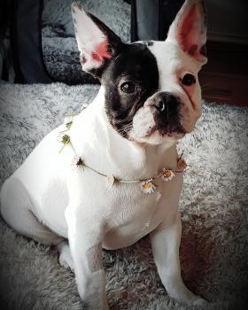 Daisy, Französische Bulldogge