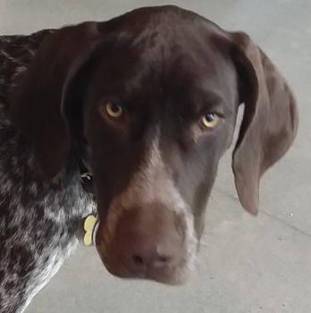 Kosmo, Braco Alemán De Pelo Corto