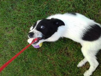 Olympe, Border Collie
