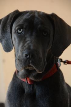 POOPIE, Cane Corso