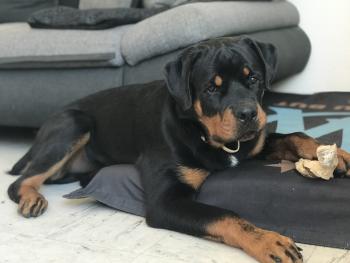 Omega, Rottweiler