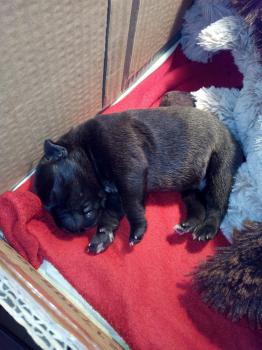 Orson, Staffordshire Bull Terrier
