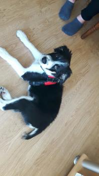Olaf, Border Collie
