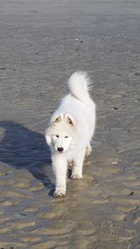 Olaf, Samoyedo