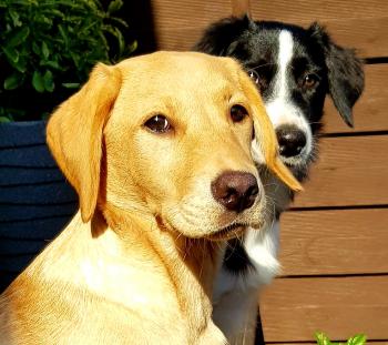 Lily, Labrador Retriever