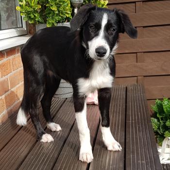 Poppy, Border Collie