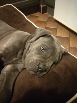 Odin, Cane Corso