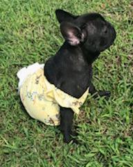 Pup, Bulldog Francés
