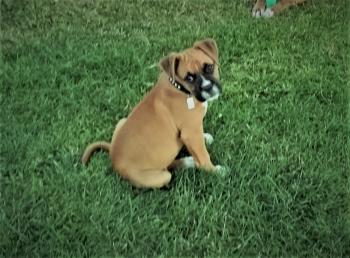 Rocco, Bóxer