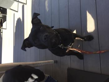 Olive, Staffordshire Bull Terrier