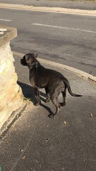 Ozzero, Staffordshire Bull Terrier