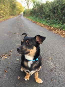 Dexter Orton, Parson Jack Russell Terrier (De Pelaje Corto - Suave)
