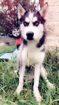 Kai Anderson, Husky Siberiano