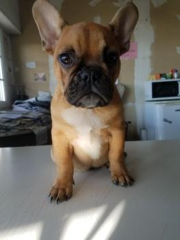 Suzy, Bouledogue Français