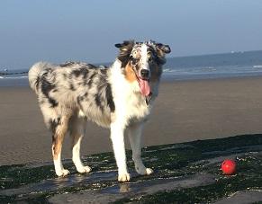 Spike, Berger Australien