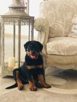 Orkan, Rottweiler