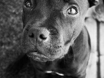 Odin, Staffordshire Bull Terrier
