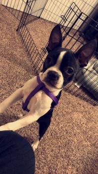 Quinn, Boston Terrier