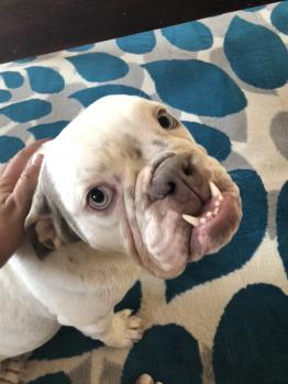 Pono, Bulldog