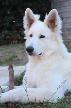 Arctic Prince Phandor, Weißer Schweizer Schäferhund